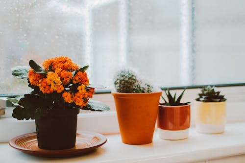 Photo De Plantes D'intérieur