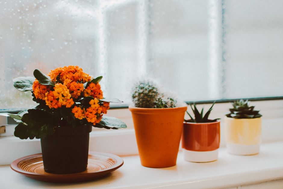 Vibrant indoor succulents on a windowsill during a rainy day, perfect for interior decor inspiration.