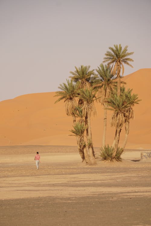 Darmowe zdjęcie z galerii z mężczyzna, oaza, palmy