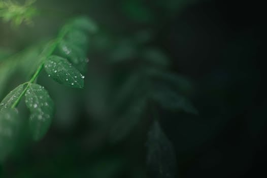 Close-up of fresh green leaves with raindrops in a lush outdoor setting, creating a magical nature scene.