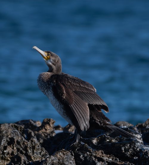 Imagine de stoc gratuită din cormoran, focalizare selectivă, fotografie cu animale sălbatice