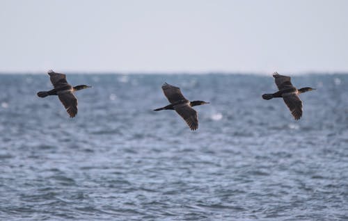 büyük karabataklar, deniz, deniz kıyısı içeren Ücretsiz stok fotoğraf