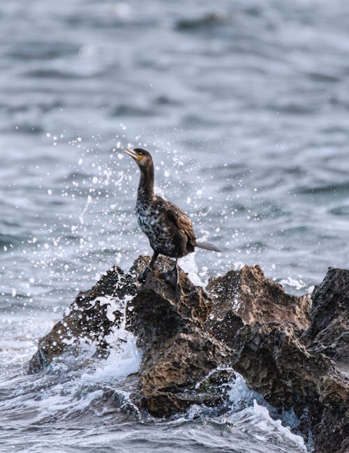Imagine de stoc gratuită din cormoran, focalizare selectivă, fotografie cu animale sălbatice