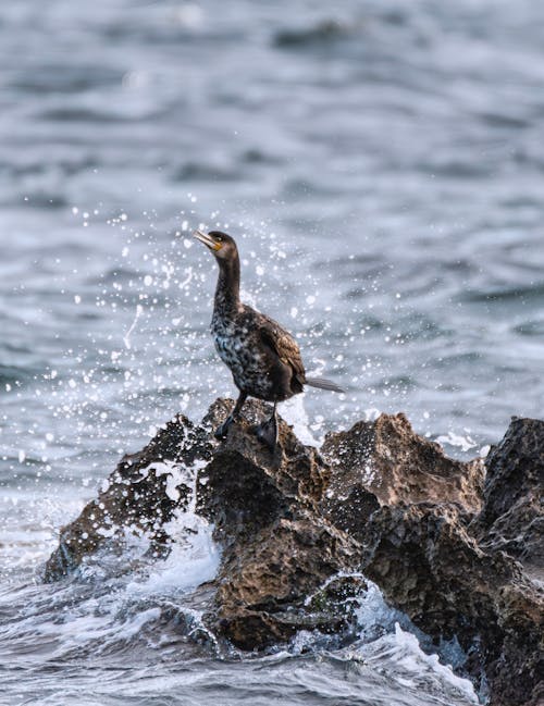 Cormorant Bird on Rock