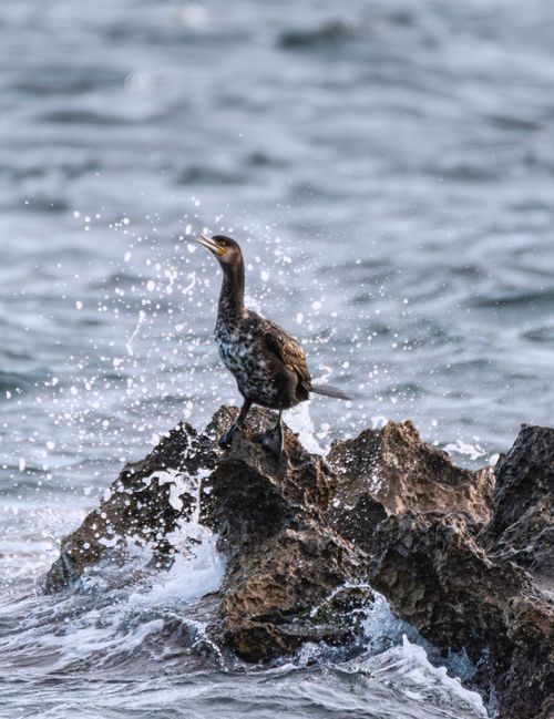 Free A cormorant stands on a rugged rock surrounded by splashing sea waves. Stock Photo