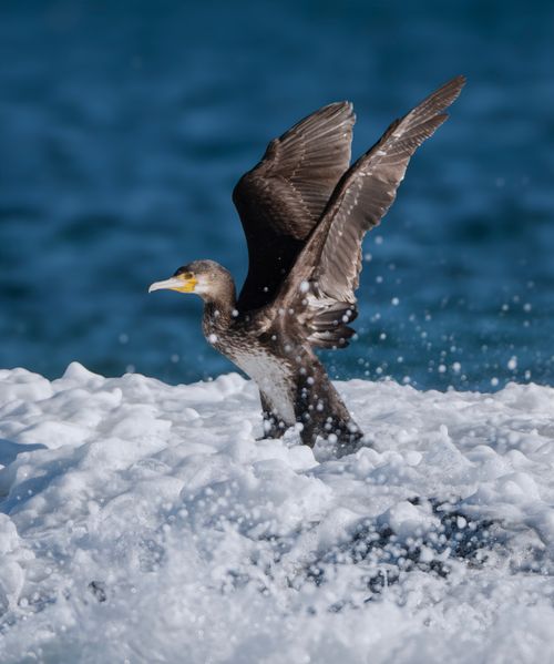Free A cormorant gracefully lands amid ocean waves, showcasing its wings and wildlife beauty. Stock Photo