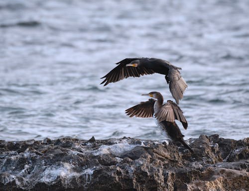 Imagine de stoc gratuită din cormorani mari, fotografie cu animale sălbatice, fotografie de animale