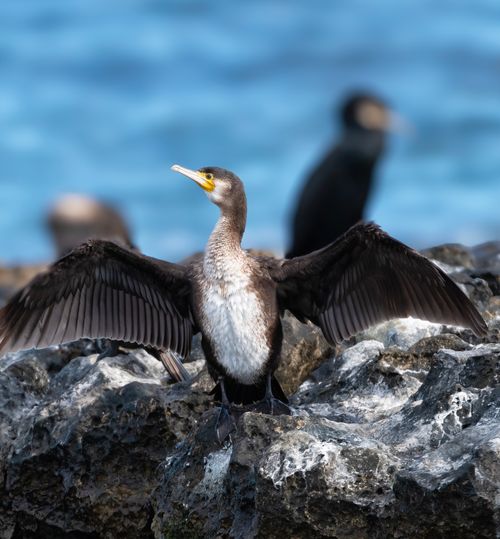 Free A cormorant spreads its wings on a rocky shore against a vibrant blue background. Stock Photo
