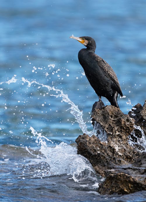 Imagine de stoc gratuită din cormoran mare, focalizare selectivă, fotografie cu animale sălbatice