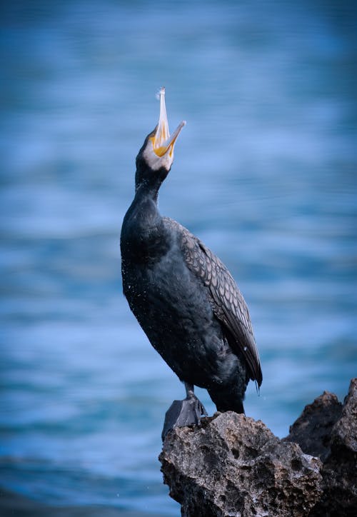 Imagine de stoc gratuită din cormoran mare, fotografie cu animale sălbatice, fotografie de animale