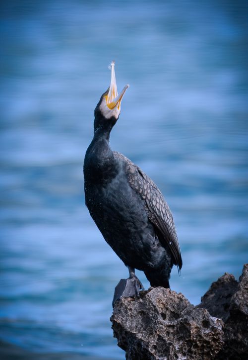Free A great cormorant perched on a rock by the sea, captured in a vertical wildlife portrait. Stock Photo