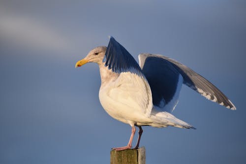 Fotobanka s bezplatnými fotkami na tému čajka, fotografie zvierat žijúcich vo voľnej prírode, krídla