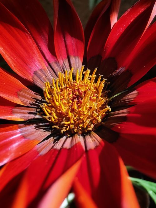 Free Bright close-up of red Gazania flower with yellow center, capturing natural detail. Stock Photo