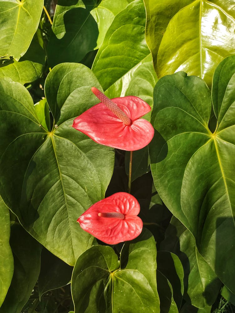 Anthurium Andraeanum Flower And Leaves