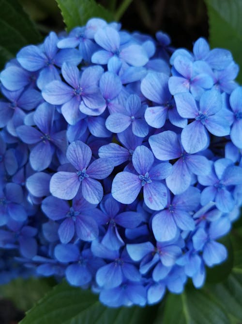 Close up of Blue Flowers