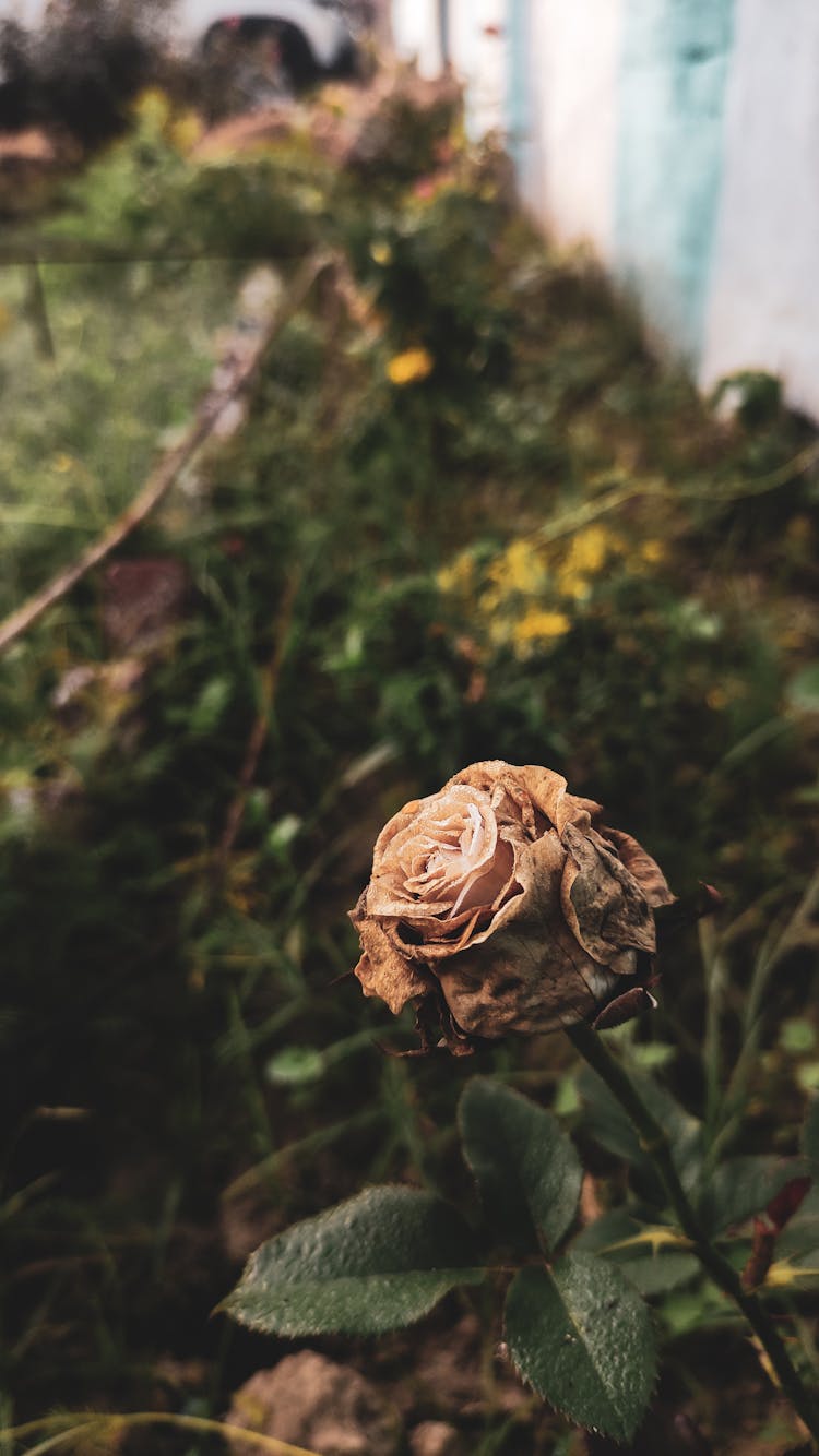 Rose Flower Near Bush