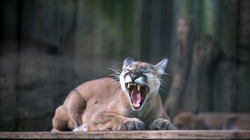 Yawning Lioness in Zoo