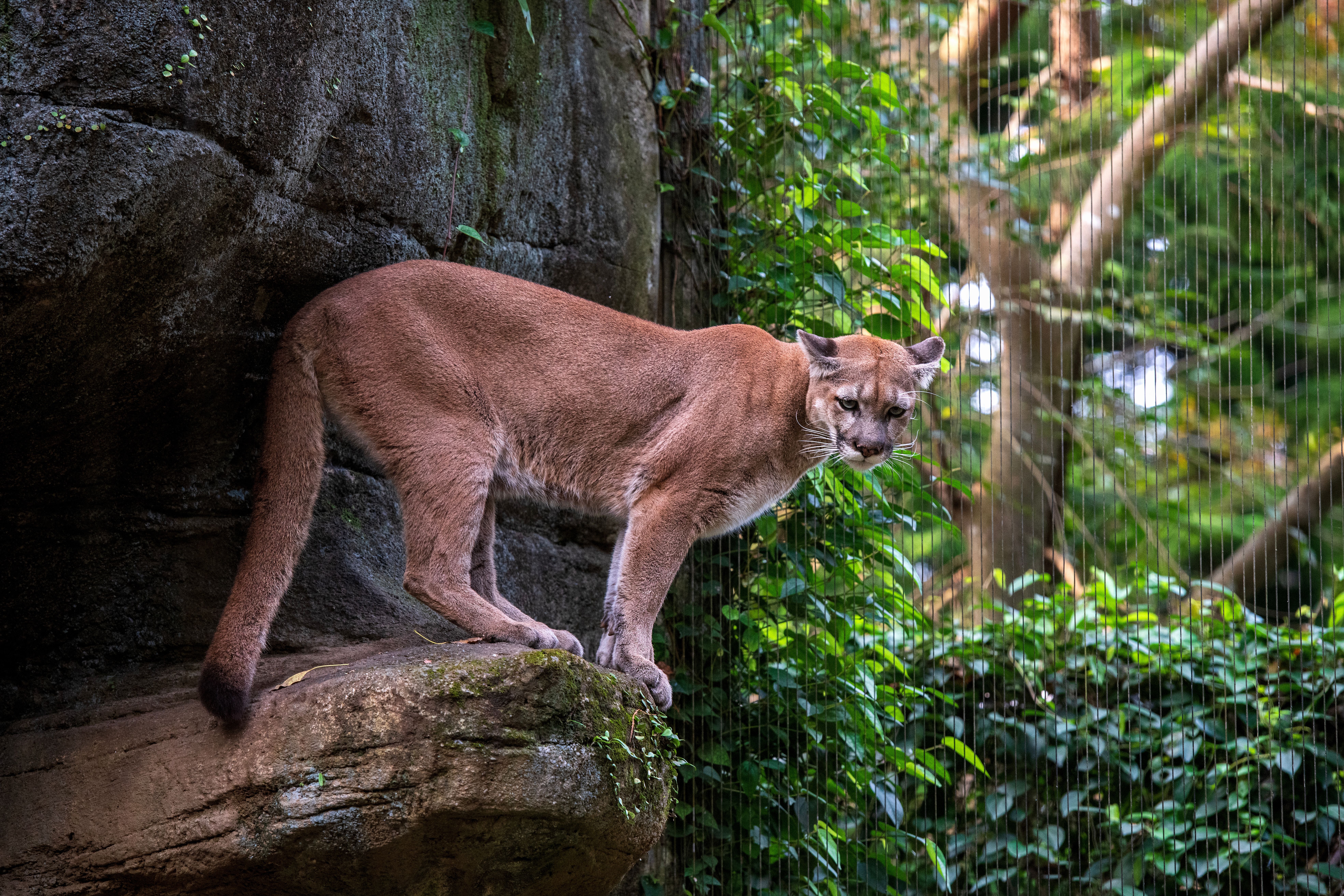 Puma z Pomorza trafiła do zoo – co dalej z drapieżnikiem?