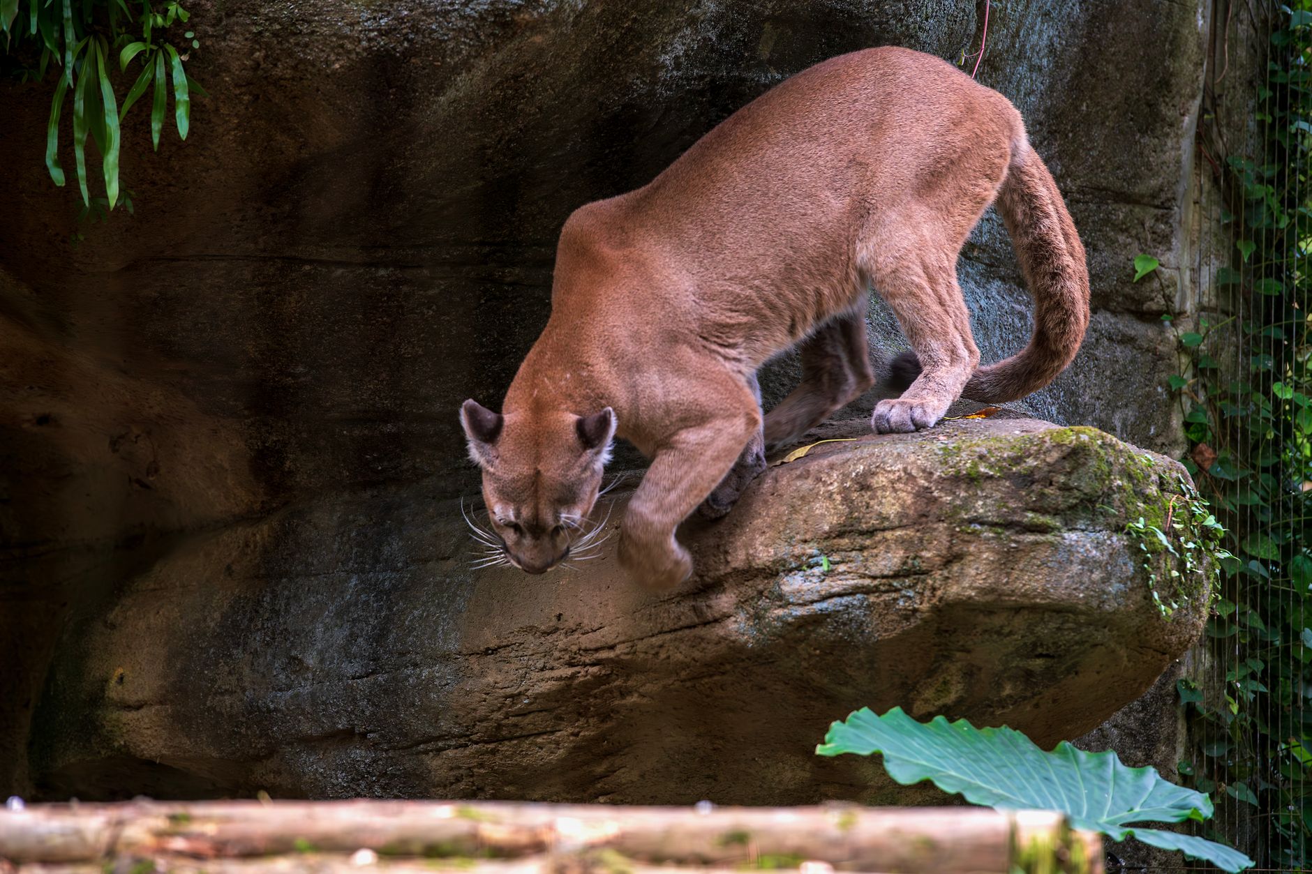 Stelth Rabbit What to do if you see a mountain lion? - The Institute for ...