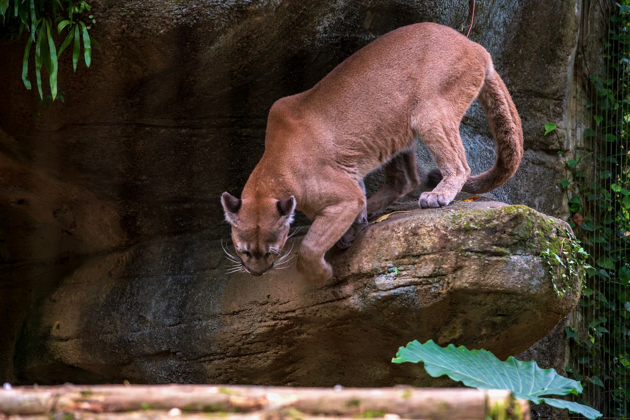 close up of a puma gracefully walking on a rock in its natural habitat