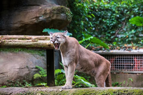 Lioness in Zoo