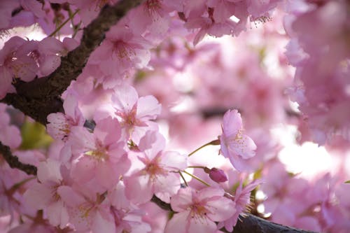 Cherry Tree Blossoms