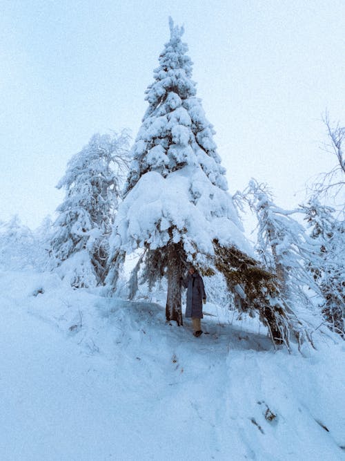 Woman in Coat under Tree in Snow