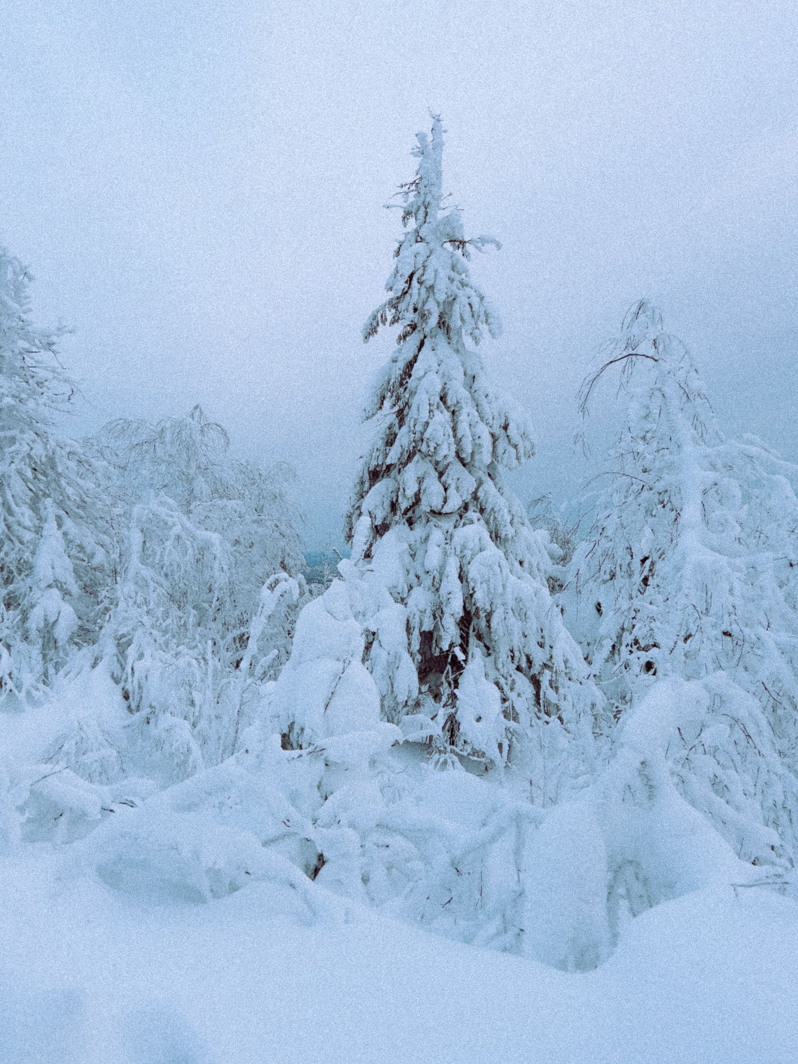 A snowy forest with trees covered in snow · Free Stock Photo