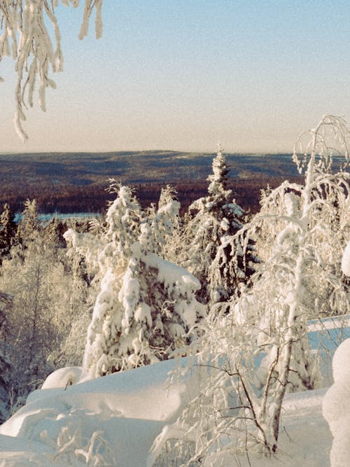 Kostnadsfri bild av frost, kall, landskap