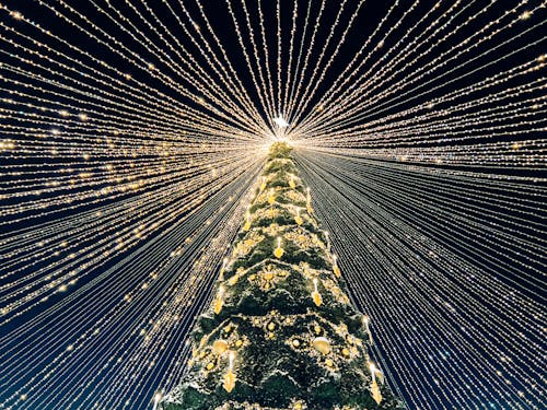Christmas Tree Illuminated at Night