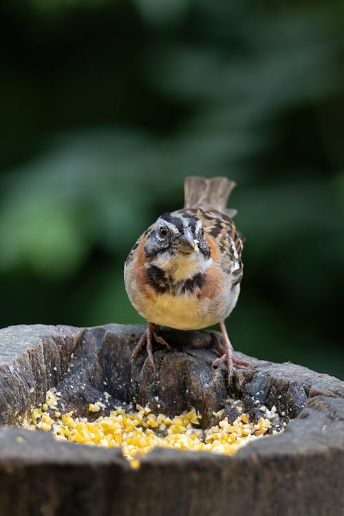 Rufous Collared Sparrow on Stump