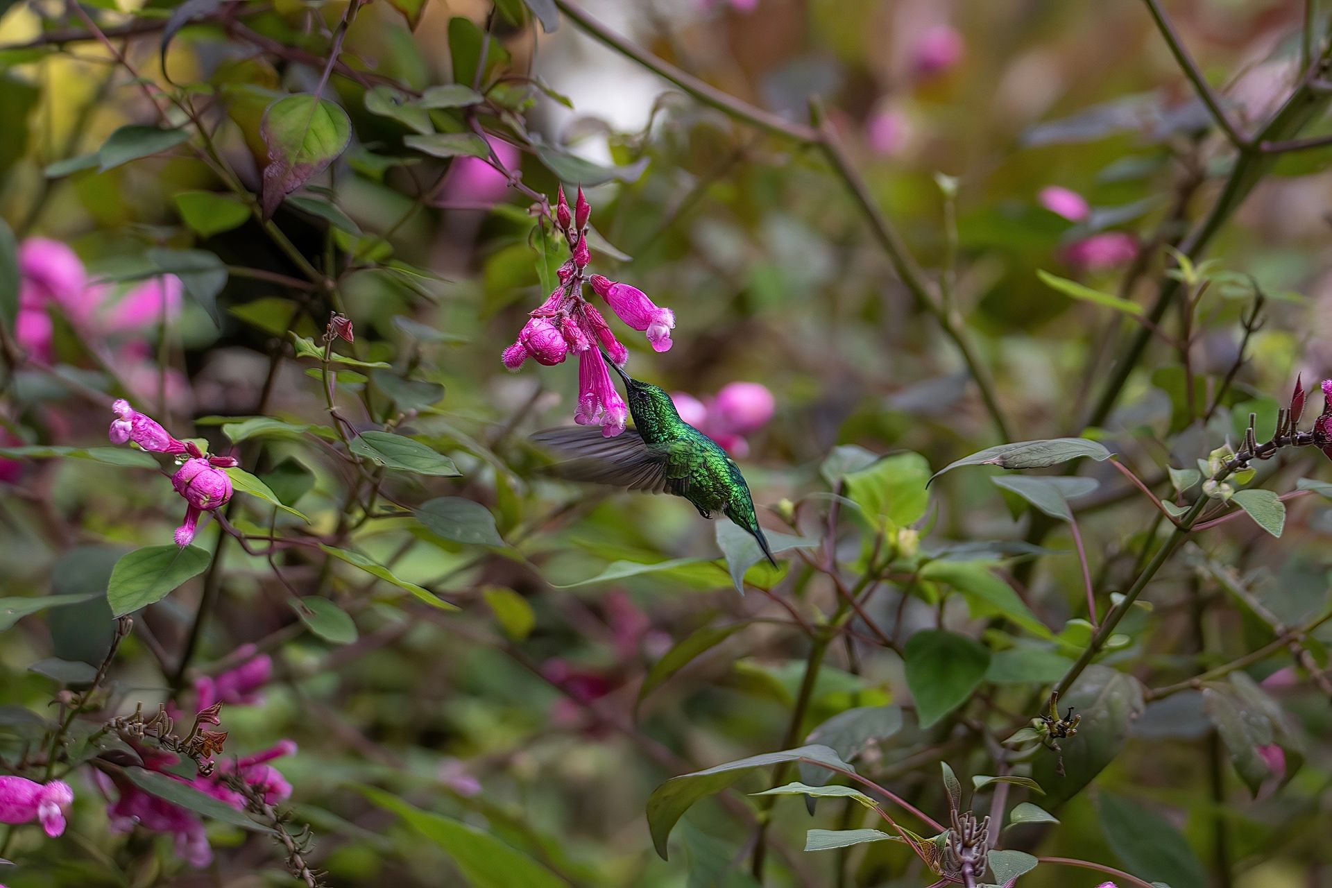 A green hummingbird feeds on pink fuchsia blooms in a lush garden setting in Cali, Colombia.