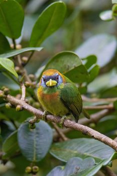 bird photo