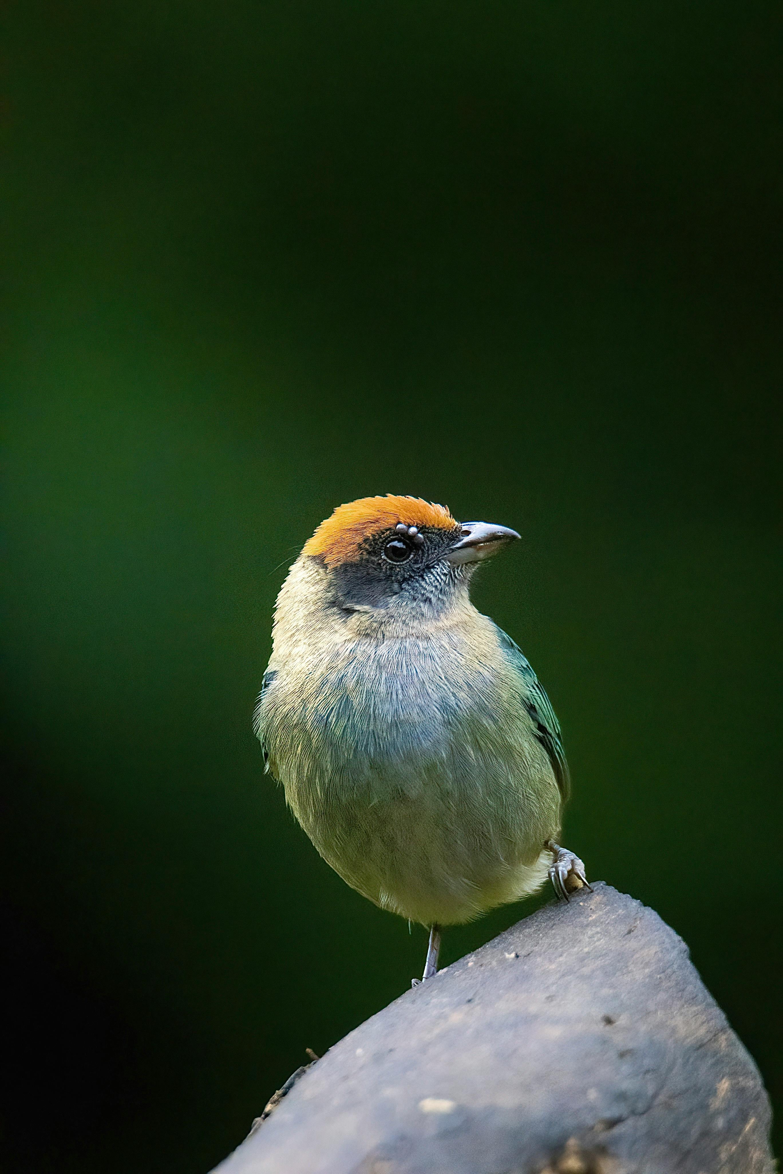 Close-up of a Scrub Tanager perched outdoors in Colombia.