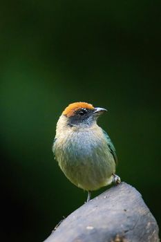 Close-up of a Scrub Tanager perched outdoors in Colombia.
