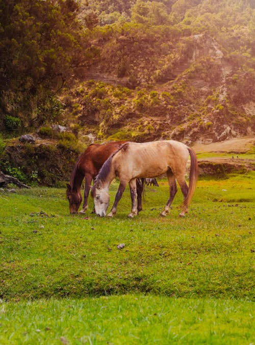 Afrika, at çiftliği, cennet içeren Ücretsiz stok fotoğraf