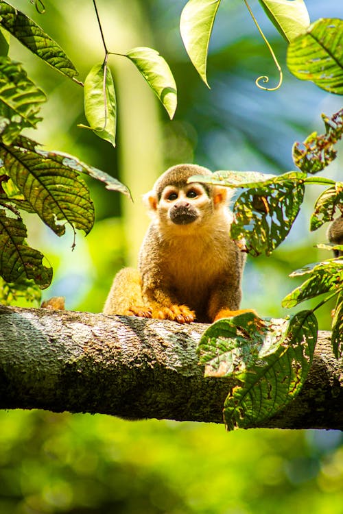 Foto stok gratis bayi monyet, cute, fotografi binatang