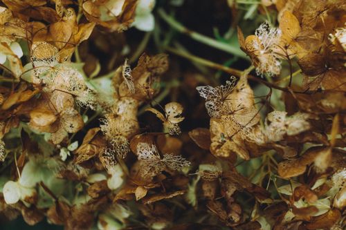 Free Detailed shot of dried autumn leaves showcasing intricate natural patterns and warm tones. Stock Photo