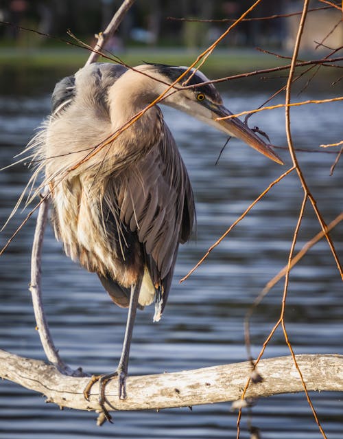 Gratis lagerfoto af dyrefotografering, fugl, hejre