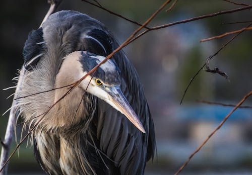 Základová fotografie zdarma na téma divoký, fotografie divoké přírody, fotografování zvířat