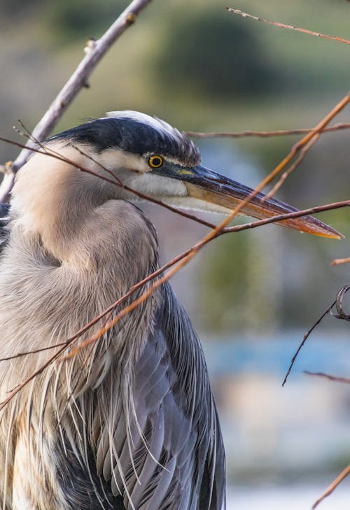 Close-up of a Heron Standing between Twigs