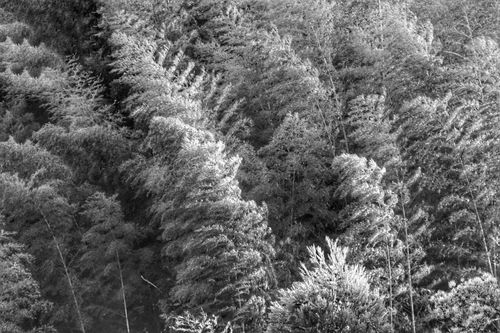 Free Peaceful monochromatic view of a dense woodland canopy. Stock Photo