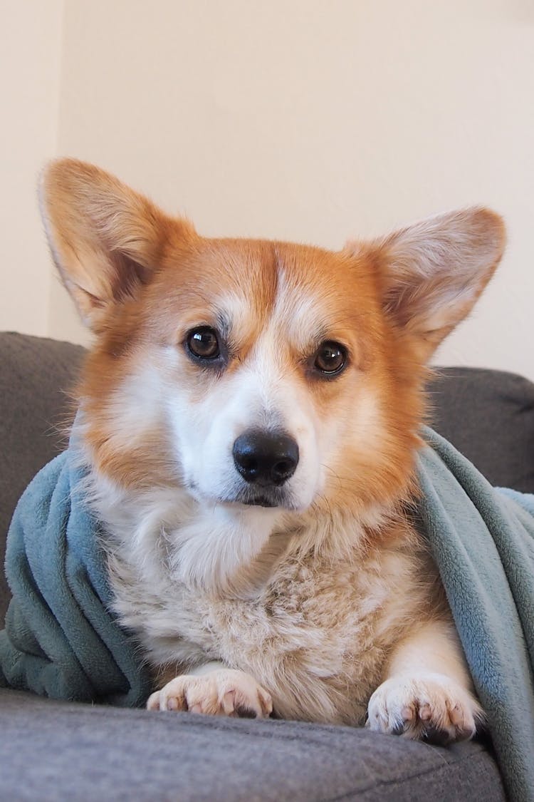 Dog Under Blanket Of Sofa