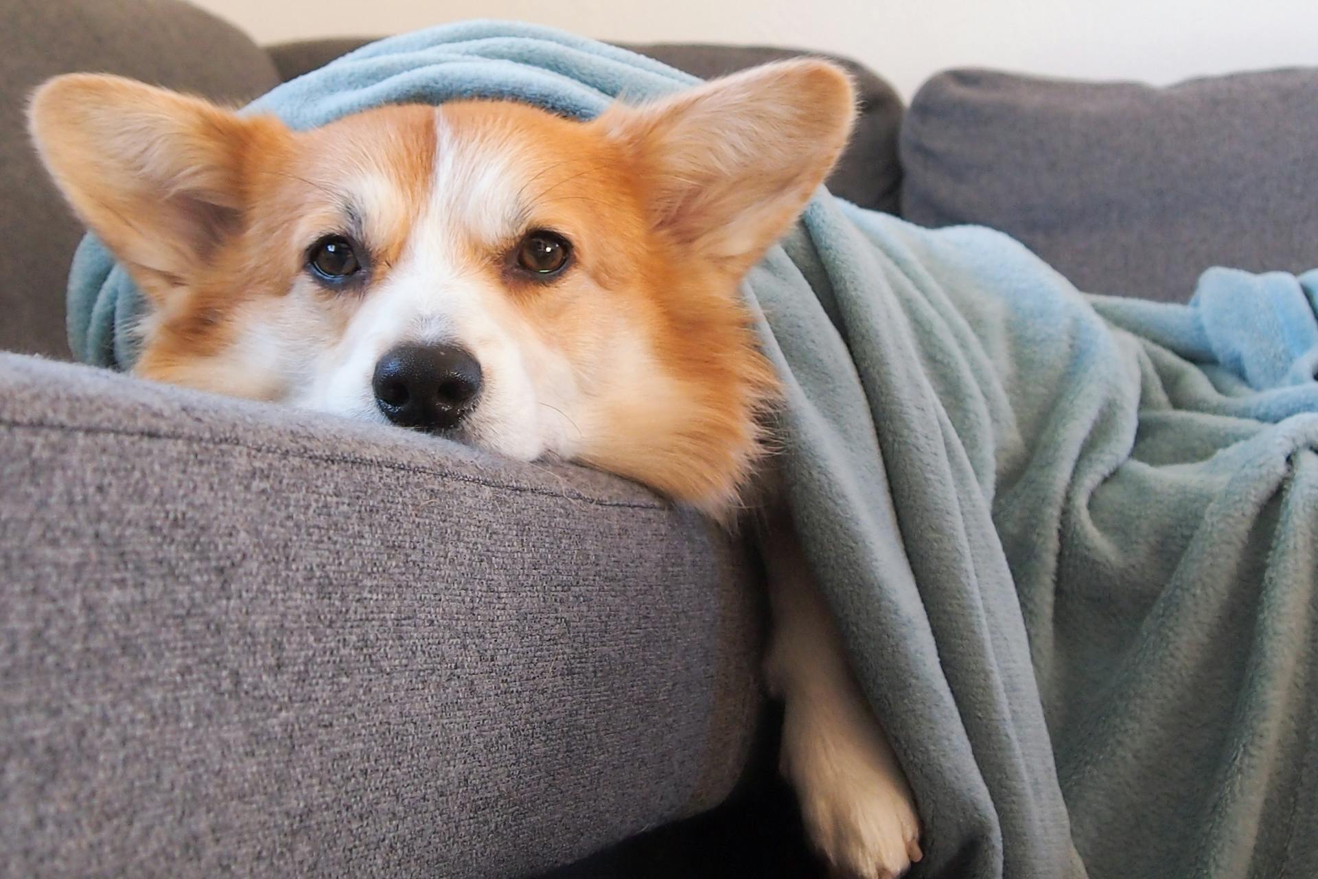 Dog under Blanket Lying on Sofa