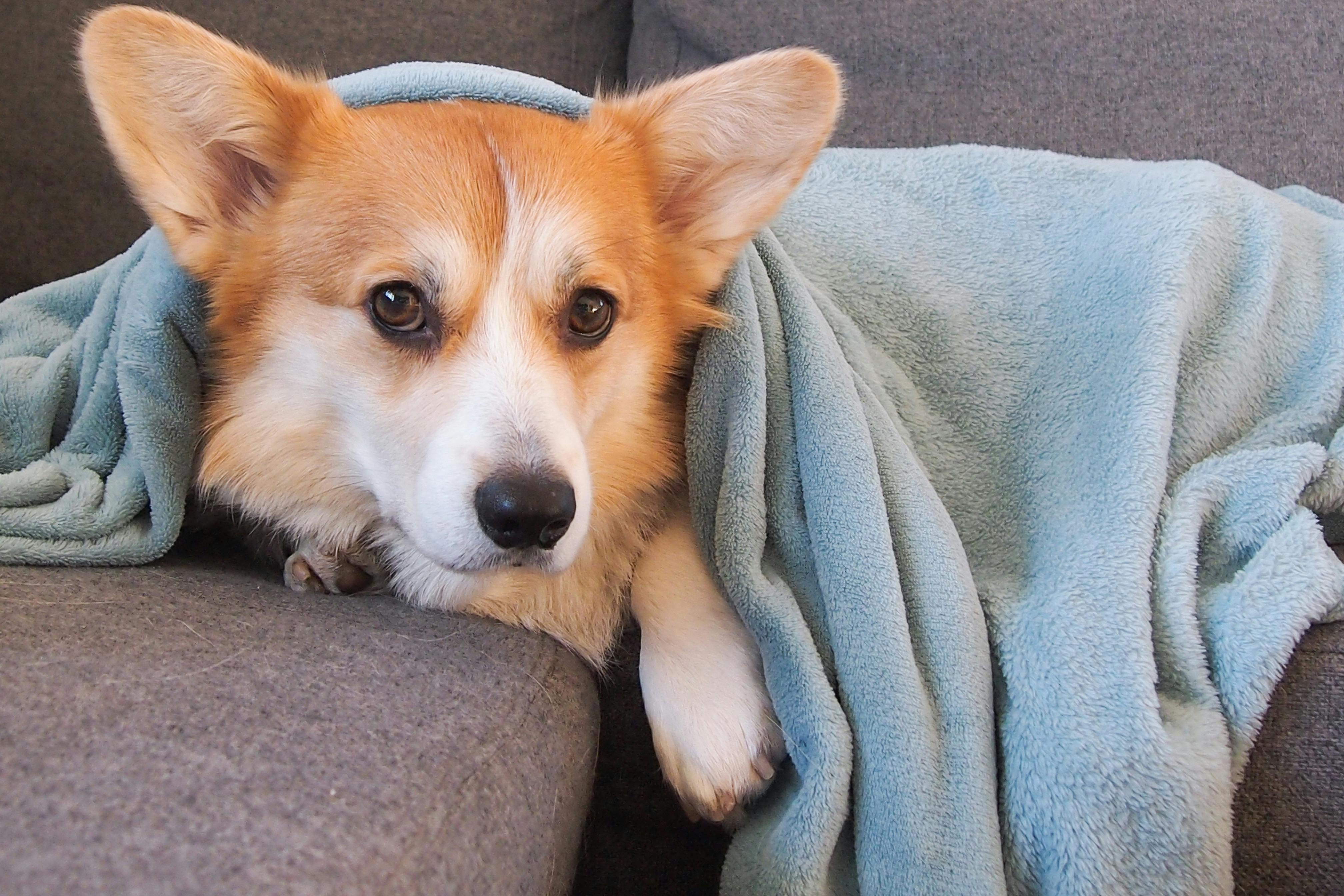 pet care, pet health, pet safety, pet grooming — Photo by Marina Zvada on Pexels