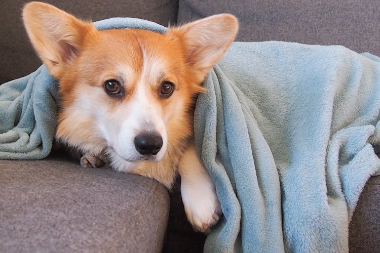 Dog Lying Under Blanket On Sofa