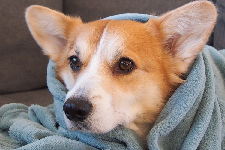 Lying On Sofa Dog Wrapped In Blanket