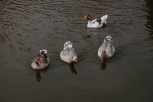 Foto d'estoc gratuïta de ànecs, fotografia d'animals, fotografia de la vida salvatge