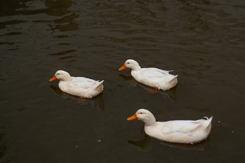 Foto d'estoc gratuïta de animals, fotografia d'animals, natura