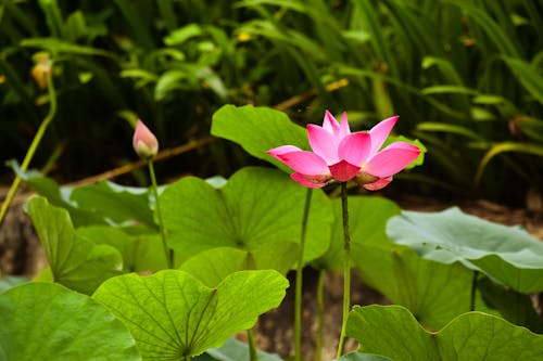 Foto d'estoc gratuïta de 'lotus indi', bella naturalesa, colors a l'índia